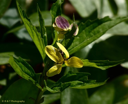 {Viola tripartita}